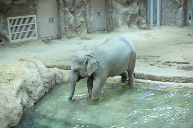 なぜ円山動物園はゾウ4頭を一挙導入できたのか――「変わらなきゃ」改革