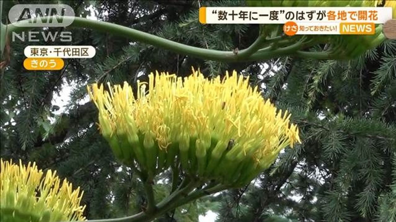 「幻の花」開花相次ぐ 気温影響か - Yahoo!ニュース