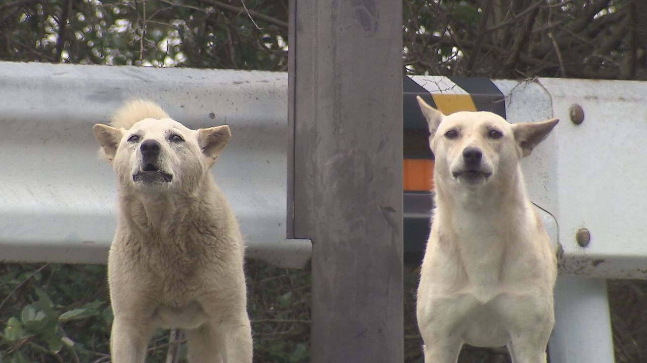 「怖い」約50頭の野犬うろつく町