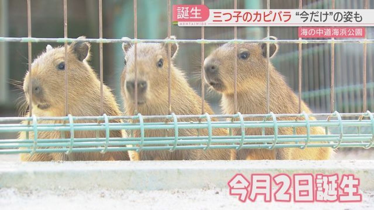 かわいい 福岡に三つ子のカピバラ