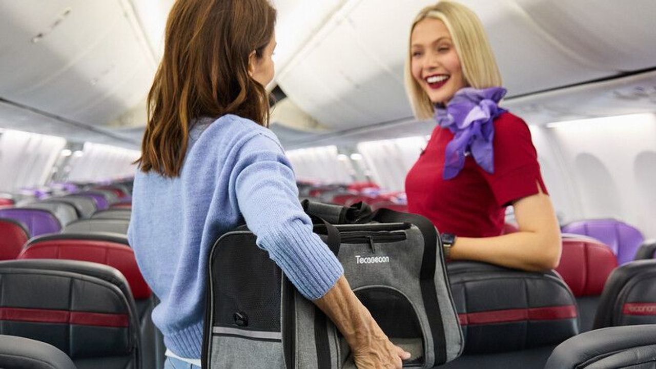豪ヴァージン航空 ペット同乗可に - Yahoo!ニュース