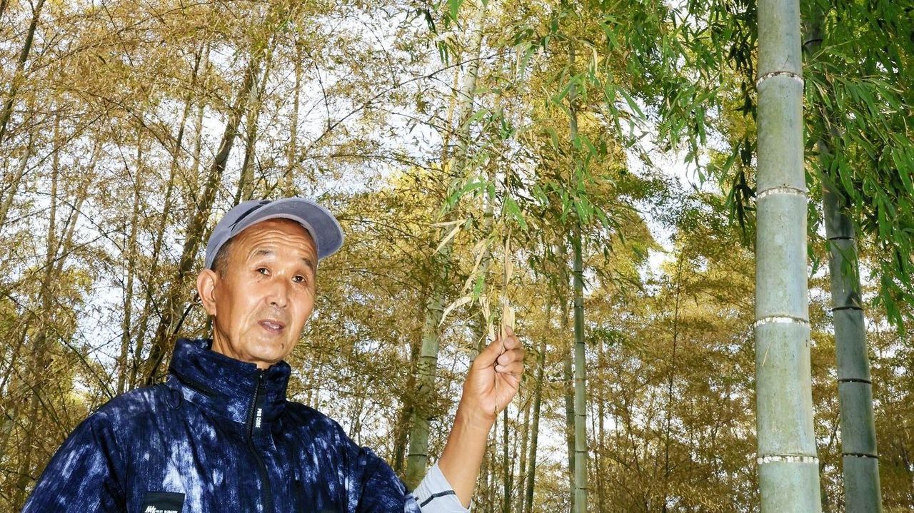 京たけのこ収穫量急減 料亭も困惑 - Yahoo!ニュース