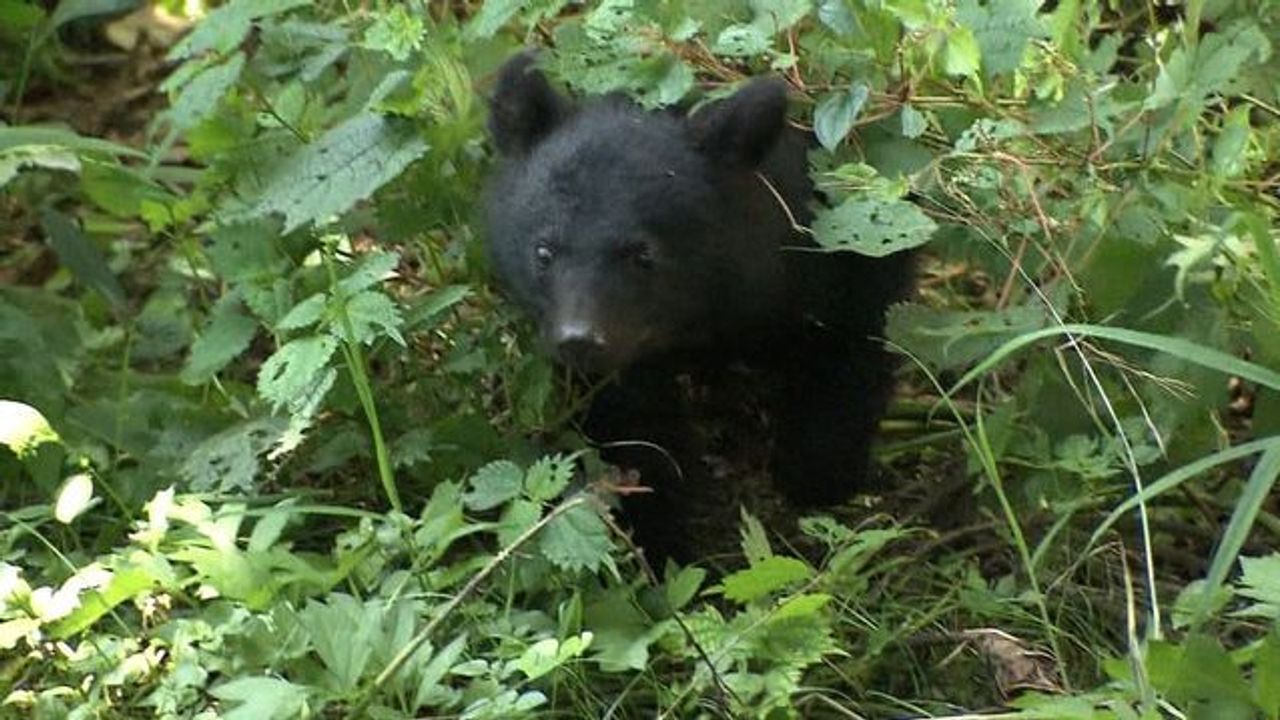 クマ被害の死者最多 対策に課題 - Yahoo!ニュース