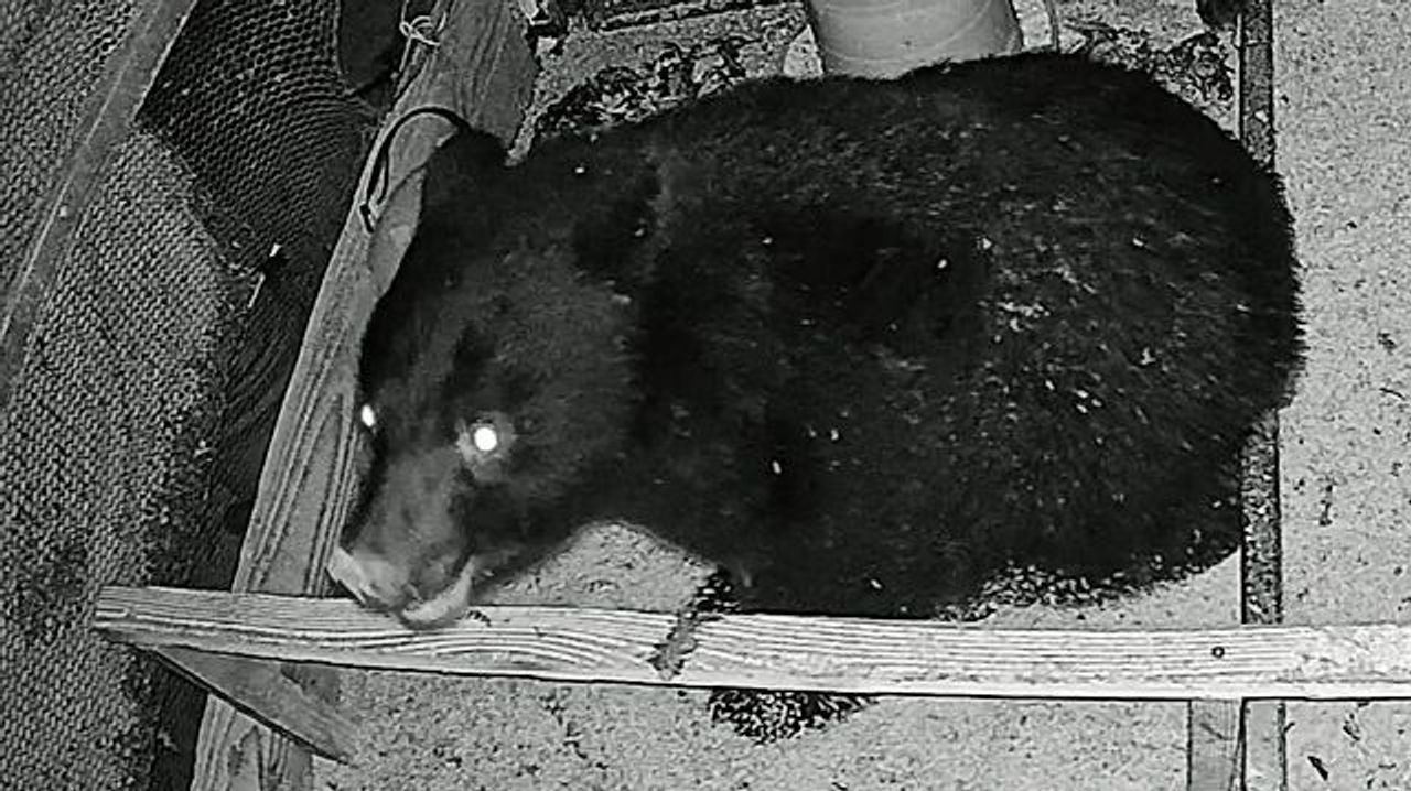 クマが鶏舎2軒侵入 180羽襲われる - Yahoo!ニュース