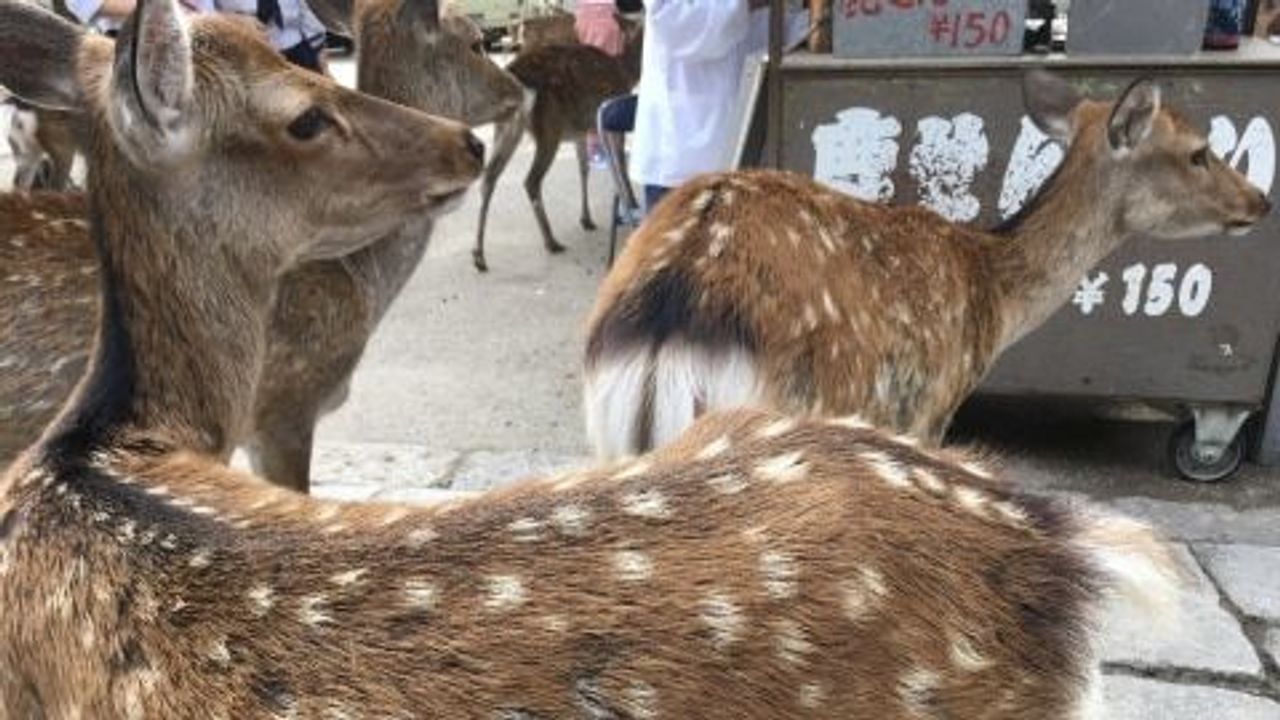 奈良公園シカ報道の炎上 識者提言 - Yahoo!ニュース