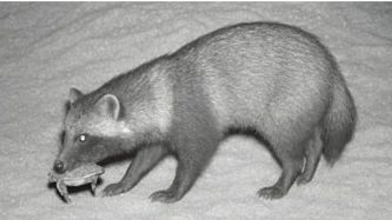 共同 AI加工の提供写真を取り消し - Yahoo!ニュース