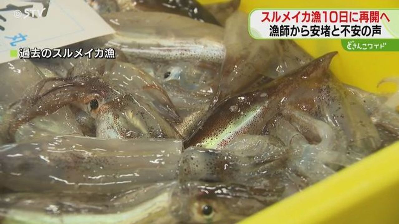 禁漁から一転 スルメイカ漁再開へ