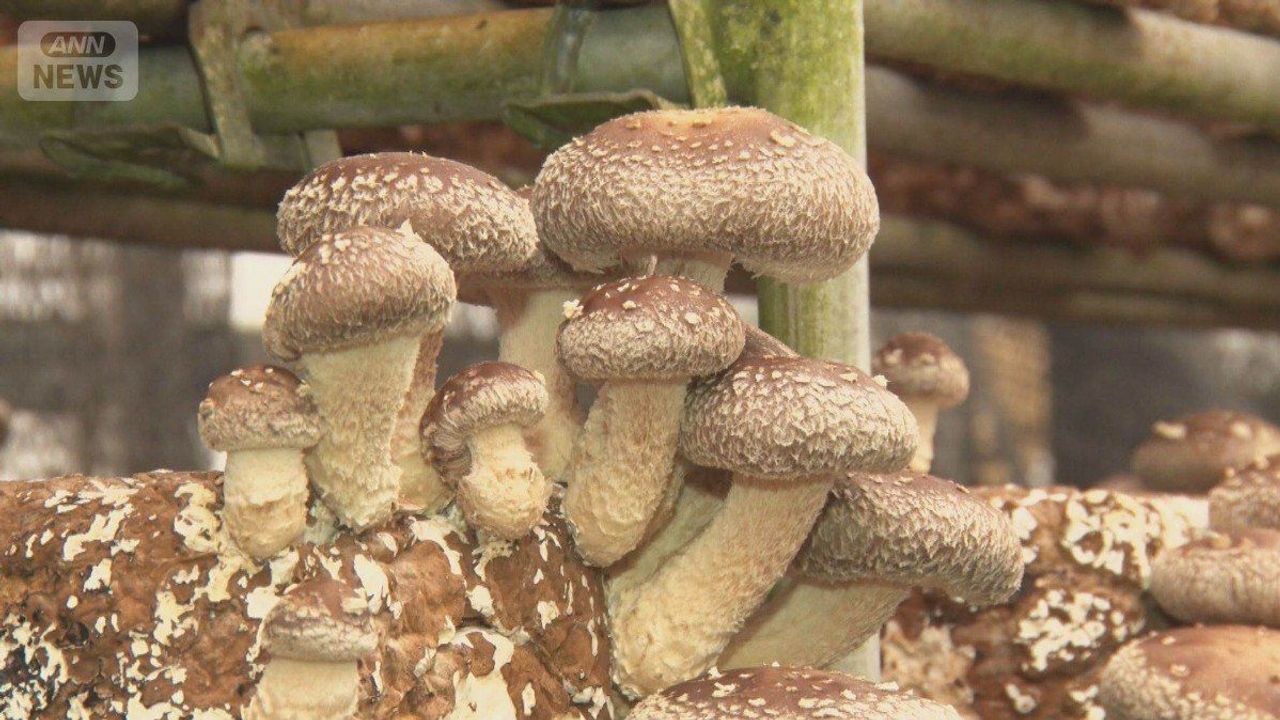 食用でも「シイタケ皮膚炎」注意 - Yahoo!ニュース