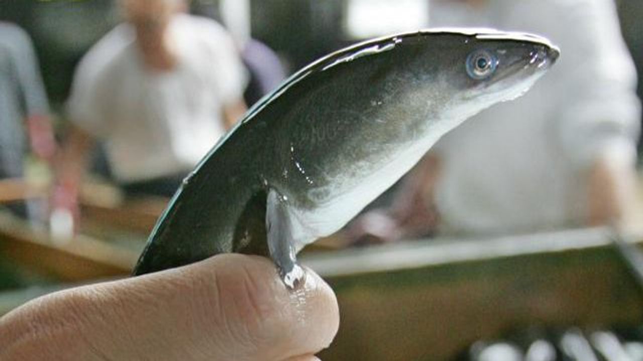 ウナギの国際取引規制 正式に否決 - Yahoo!ニュース