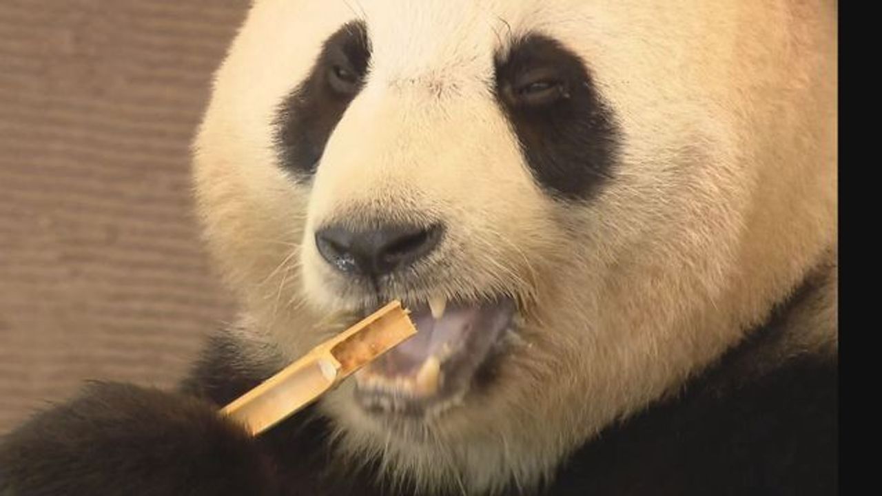 和歌山のパンダ全4頭中国返還にショックの声、政治利用指摘も