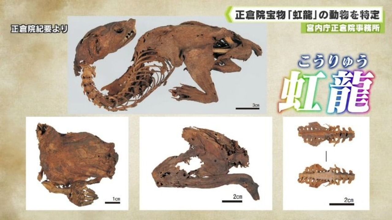 正倉院宝物のミイラ 動物を特定 - Yahoo!ニュース