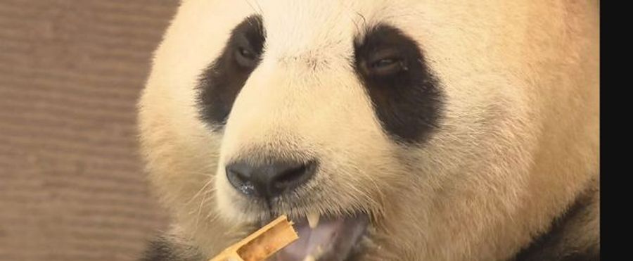 和歌山のパンダ返還へ 困惑の声 - Yahoo!ニュース