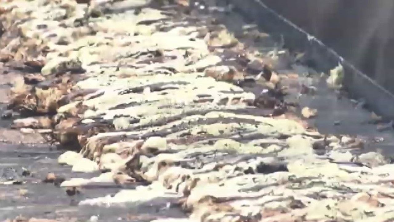 長さ100m お好み焼きでギネス記録