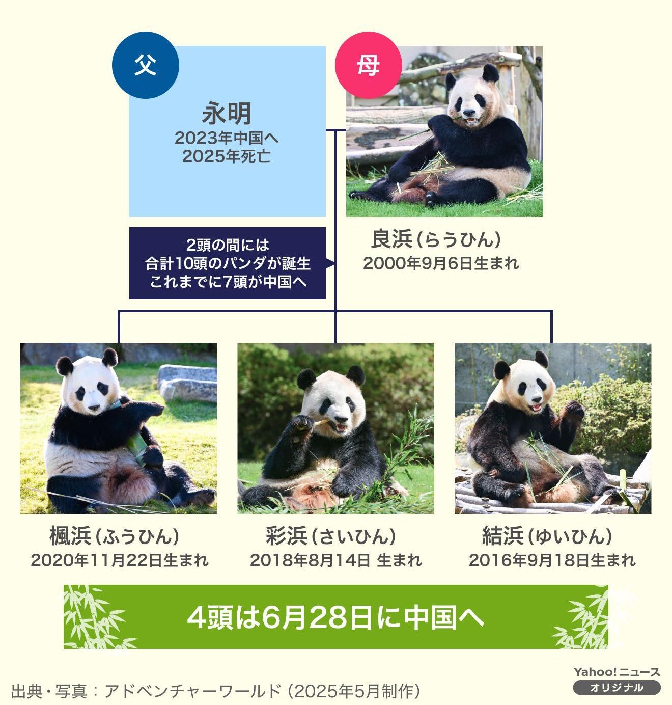 最後のお別れ】28日にパンダ4頭中国返還へ… 和歌山・白浜町