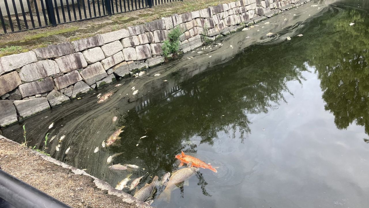 大阪城の堀で魚大量死 100匹超か