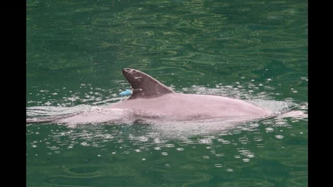 福井のかみつきイルカ 死んでいた