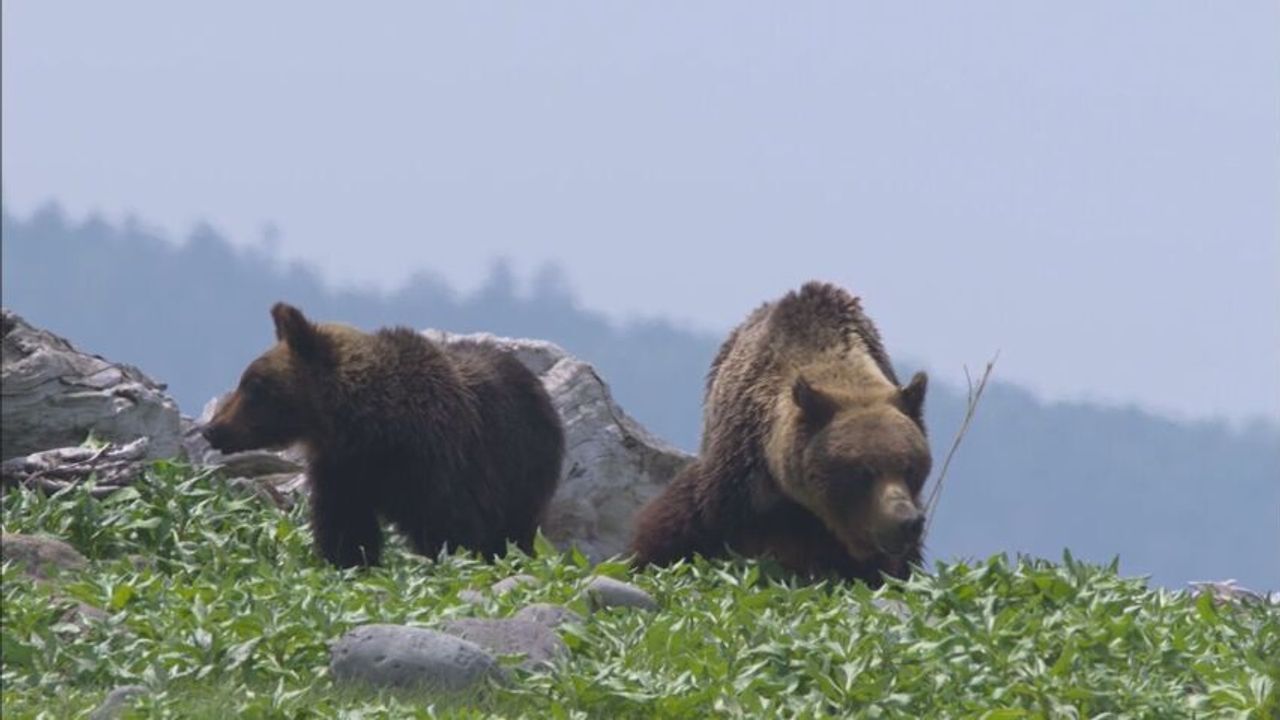 羅臼岳でクマ襲撃 死亡事故の予兆 - Yahoo!ニュース