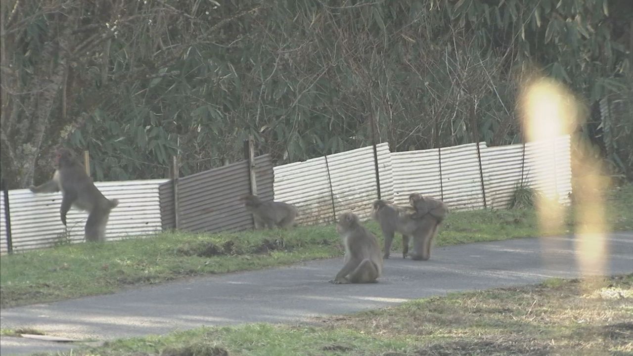 人里にサル 「予報」で獣害防ぐ - Yahoo!ニュース
