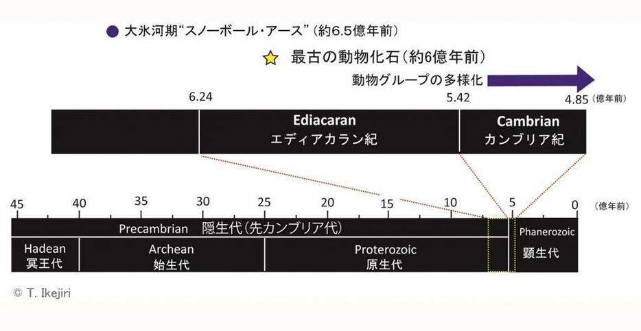 先カンブリア代の地質年代表におけるエディアカラン紀の初期動物出現のタイミング。(c) T. Ikejiri