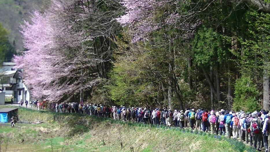 [写真]桜の道を行く参加者