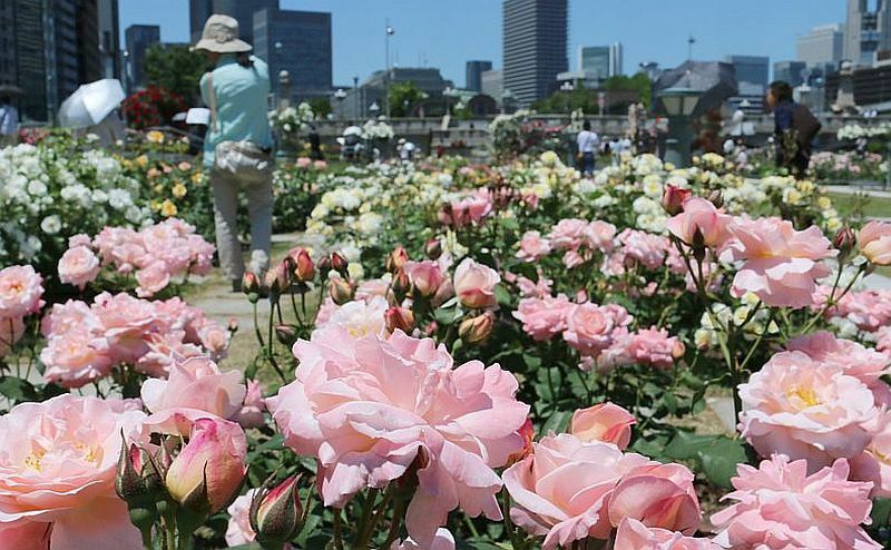 [写真]青空のもと咲き誇る中之島のバラ園。後方に大阪地裁や中央公会堂などが見える=18日午前11時55分ごろ、大阪市北区で（撮影：柳曽文隆）