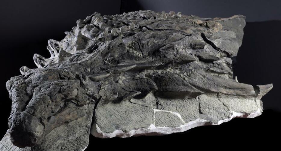 ミイラ化したノドサウルスの化石骨格。側面からのイメージは体の上面側にびっしり並んだ鎧状の骨の数々が分かる。肉食恐竜から身を守るために役立ったと一般に考えられている。（写真提供：The Royal Tyrrell Museum of Palaeontology， Drumheller， Canada）