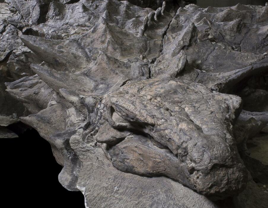 ノドサウルスは白亜紀後半に世界各地で繁栄をとげた鎧竜の仲間。背中全体は骨質の皮膚で覆われており、体側にそって棘のようなものも備えていた。（写真提供：The Royal Tyrrell Museum of Palaeontology， Drumheller， Canada）