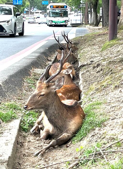 ［写真］歩道と車道の間の溝で休む奈良公園のシカ。夏ならではの光景だ＝24日正午すぎ、奈良県奈良市で