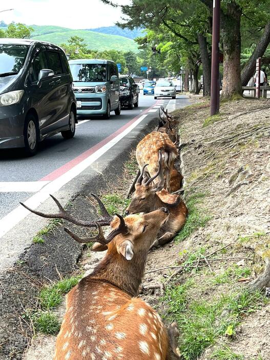 ［写真］取材中、もう1頭増えて溝はシカで埋まった＝24日正午すぎ、奈良県奈良市で