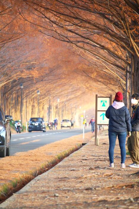 日が差すと木々の影が道路にストライブ模様を描く