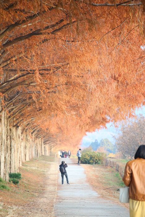 [写真]歩道も朝日を浴びて赤く染まっていた＝11日午前7時半ごろ、滋賀県高島市で