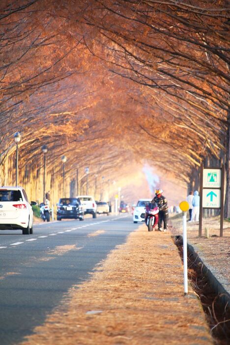 滋賀県高島市マキノ町の農業公園マキノピックランド近くの「メタセコイア並木」が真っ赤に色づき、早朝から訪れた観光客らの目を楽しませている＝11日午前7時40分ごろ、滋賀県高島市で