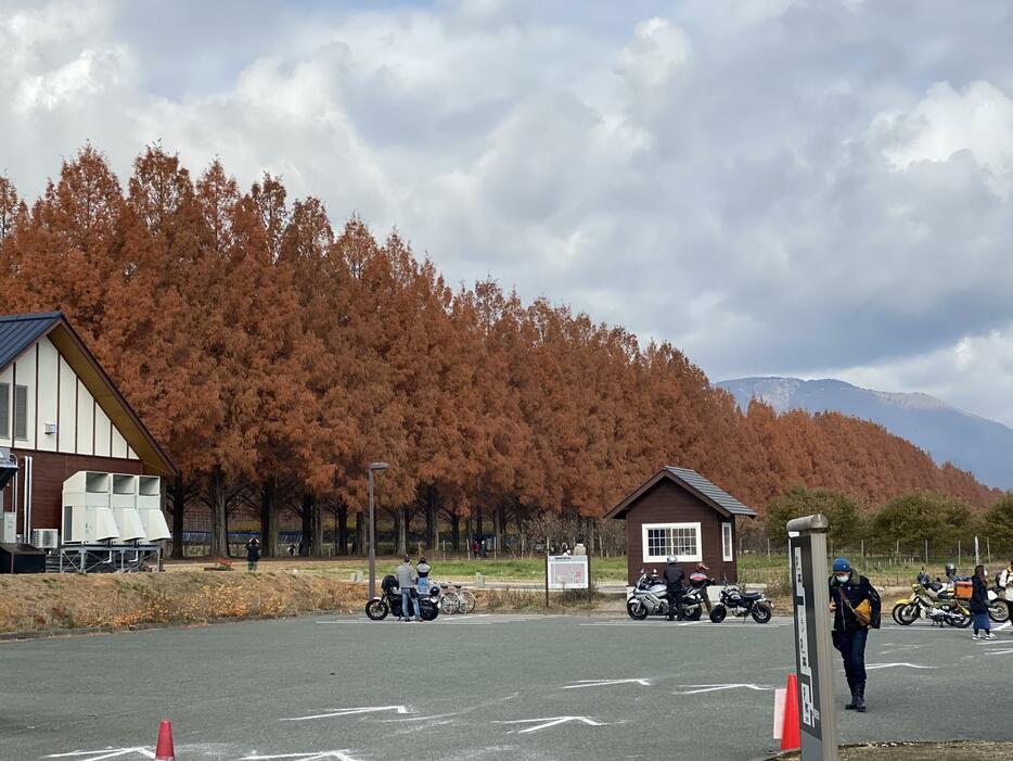 滋賀のメタセコイア並木