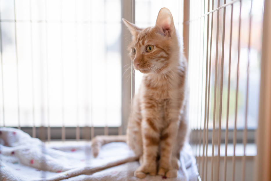 峰さんが保護した生後6カ月の猫（撮影：編集部）