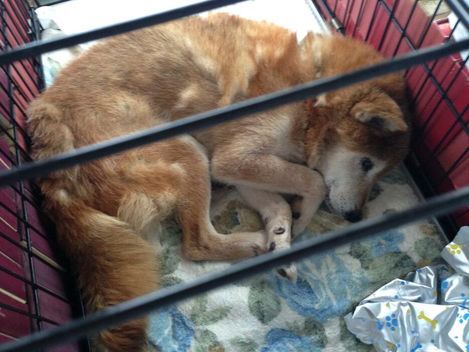 搬送中の柴犬。抜けた毛が固まってくっついていた（写真提供：薫さん）