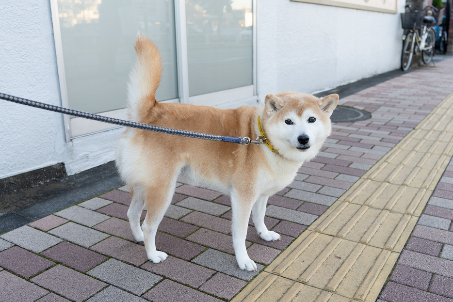 さくらちゃん（撮影：編集部）