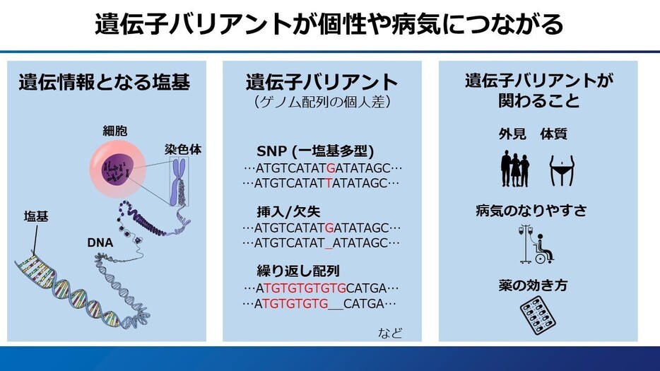 [図表]遺伝子バリアントが個性や病気につながる