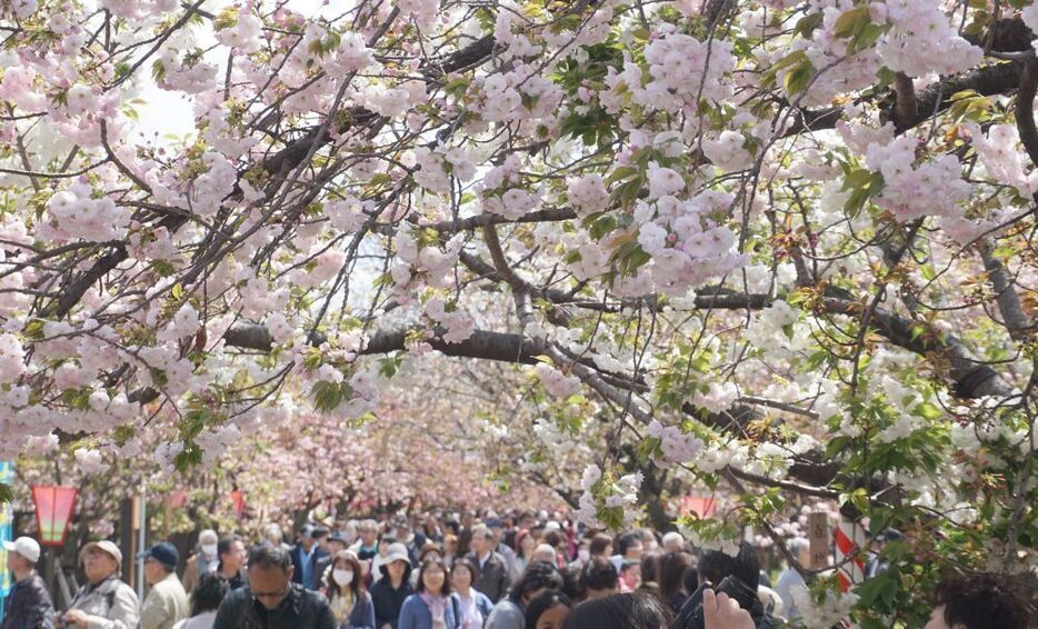 ［写真］造幣局「桜の通り抜け」最終日も多くの人でにぎわいをみせている＝15日午後1時半ごろ、大阪市北区で