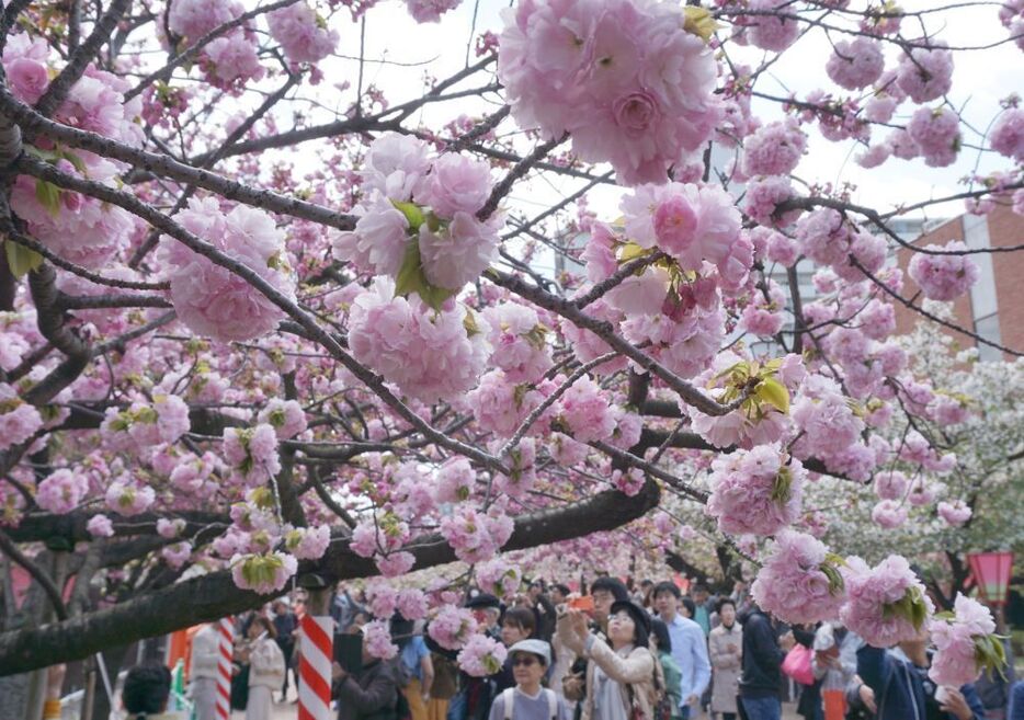 ［写真］ぼんぼりのような桜の下を通り抜ける造幣局「桜の通り抜け」＝15日午後1時半ごろ、大阪市北区で