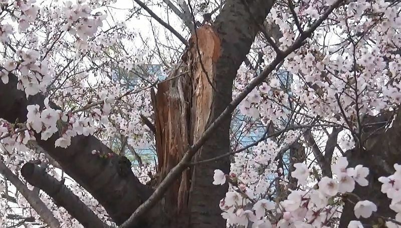 ［写真］昨年の台風被害で折れた桜もあったが、見事に花を咲かせていた