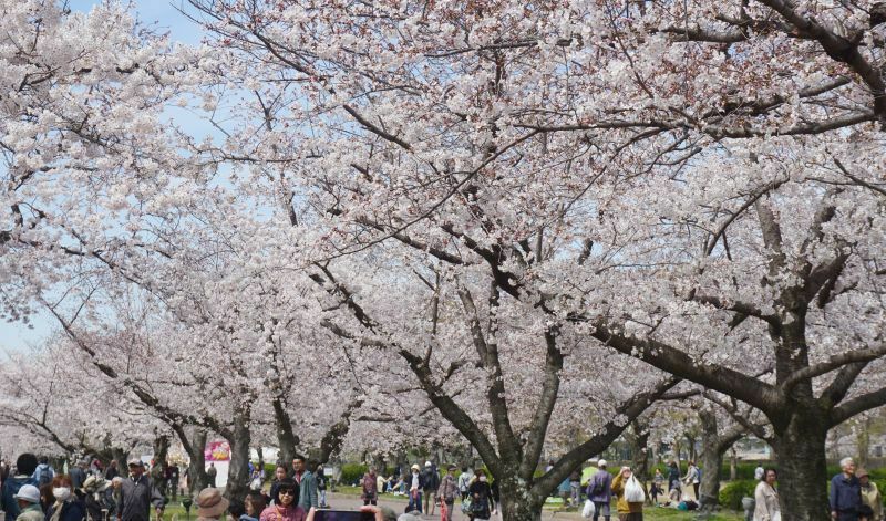 ［写真］満開の桜並木に来場者は大喜び＝5日午前11時半ごろ、大阪府吹田市で