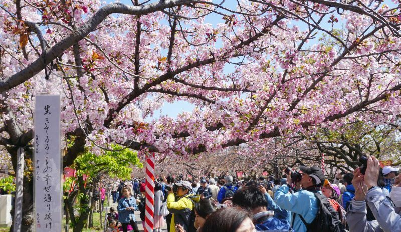 ［写真］様々な桜の競演もみていて楽しい