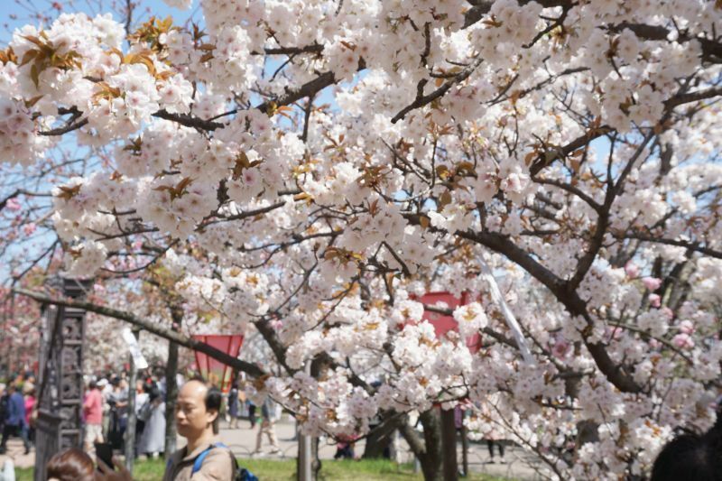 ［写真］ボリュームのある桜が特徴的な造幣局「桜の通り抜け」