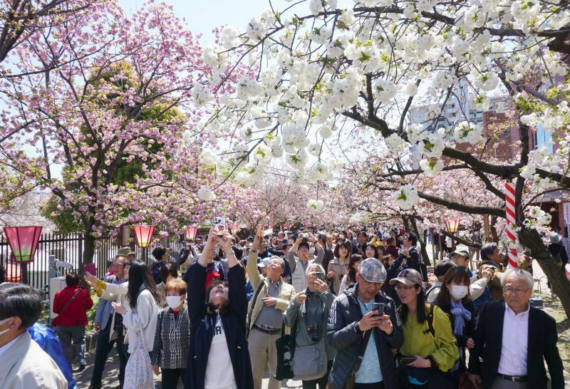 ［写真］通り抜けを楽しむ入場者