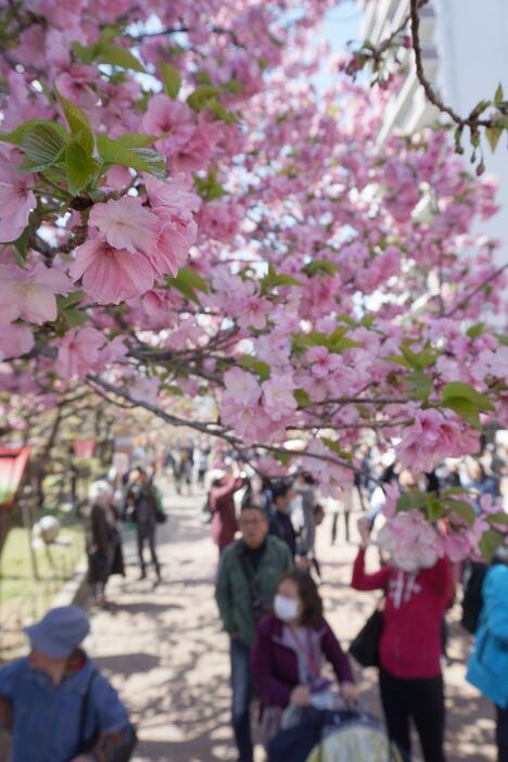 ［写真］ぽかぽか陽気のもと、桜を楽しむ入場者ら