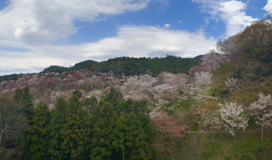 ［写真］青空のもと吉野の「中千本」は満開に＝12日午後3時半ごろ、奈良県吉野町で