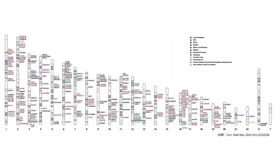 [図2]二型糖尿病や肥満に関連する遺伝子と染色体上の位置