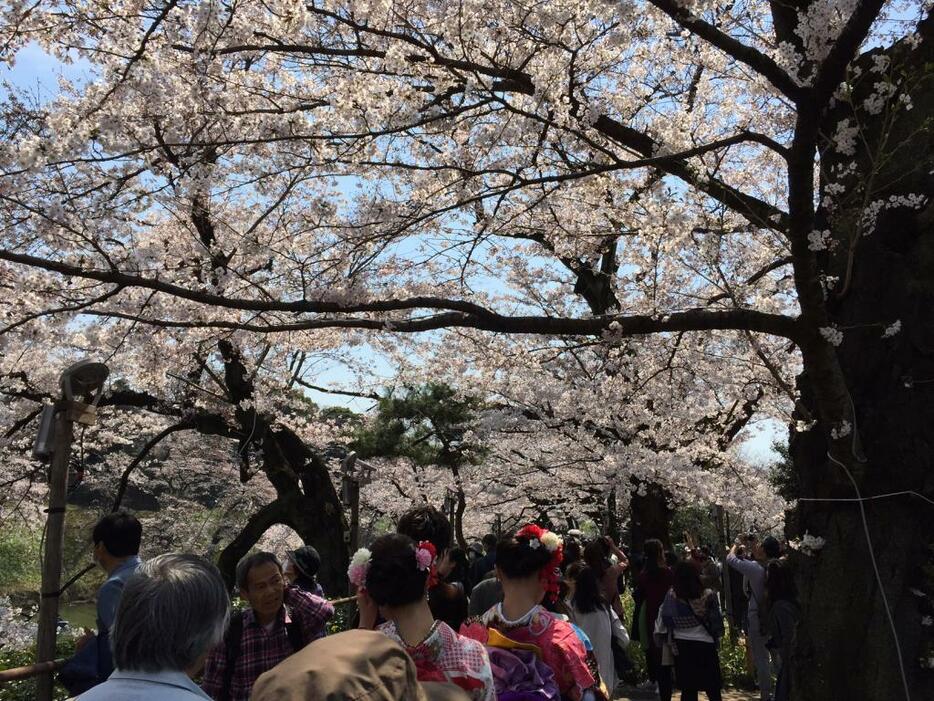 [写真]千鳥ヶ淵緑道は多くの花見客でごった返した