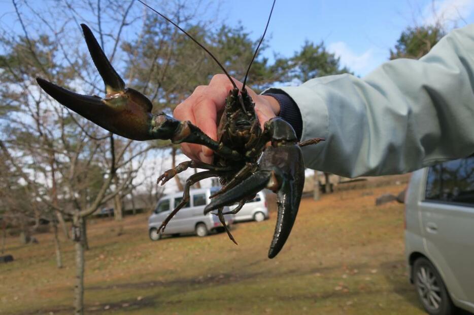 捕獲されたウチダザリガニ（写真：著者提供）