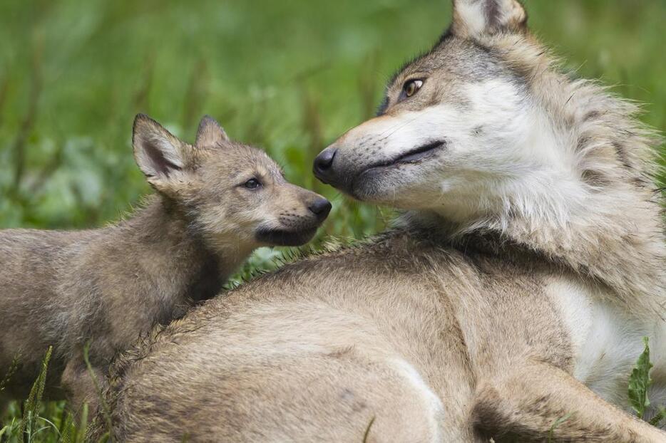 ハイイロオオカミ（Canis lupus）はイエイヌの先祖と考えられている、しかしイエイヌと進化上いつどこで具体的に枝分かれしたのかは、まだ議論の真っ只中だ。どうしてオオカミは犬のようにうまいこと人になつかないのだろうか？（写真提供：アフロ）